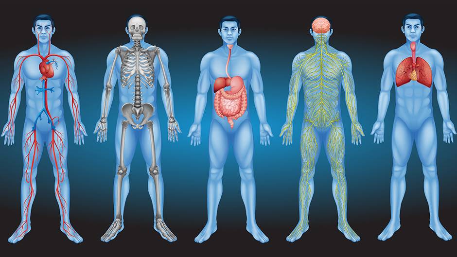 Fascinantne činjenice o ljudskom telu